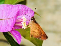 Synapte pecta