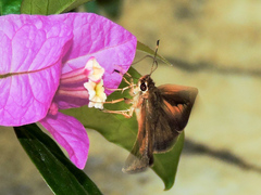 Synapte pecta