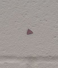 Pyrausta pseuderosnealis