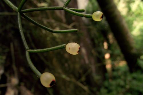 Rhipsalis juengeri