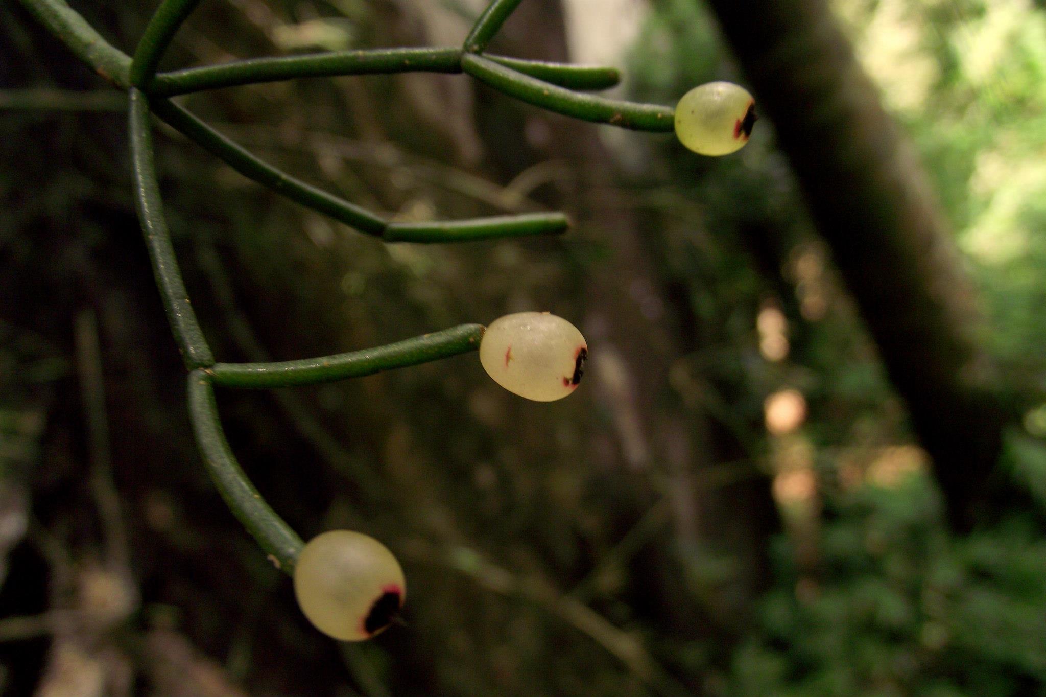 Rhipsalis juengeri