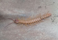Scolopendra gigantea