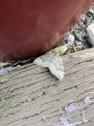 iNaturalist observation photo of Zenophleps lignicolorata