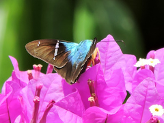 Astraptes fulgerator azul