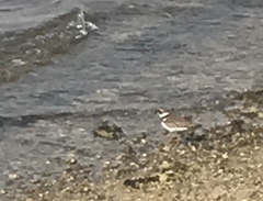 Charadrius hiaticula