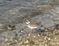 Charadrius hiaticula