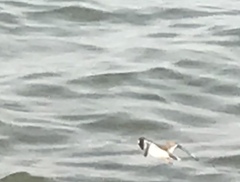 Charadrius hiaticula