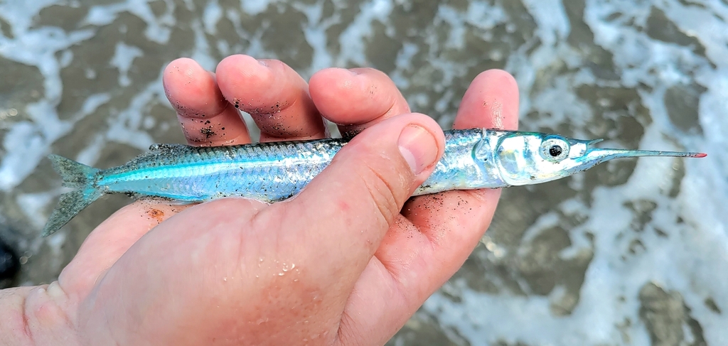 Pacific Silverstripe Halfbeak