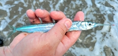 Pacific Silverstripe Halfbeak photo 1