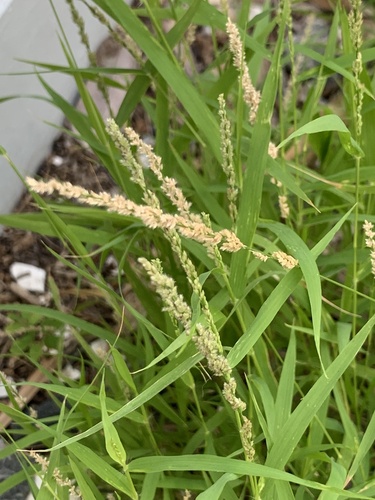 Gophertail lovegrass (Eragrostis ciliaris)