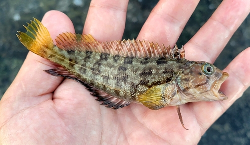 Curiche clinid (Labrisomus multiporosus) — Labrisomidae — 2