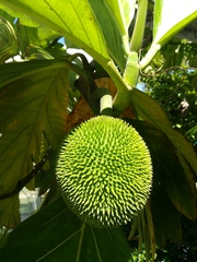 Artocarpus altilis