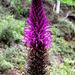 Lobelia organensis - Photo (c) Douglas Eduardo Rocha, some rights reserved (CC BY-NC-ND), uploaded by Douglas Eduardo Rocha