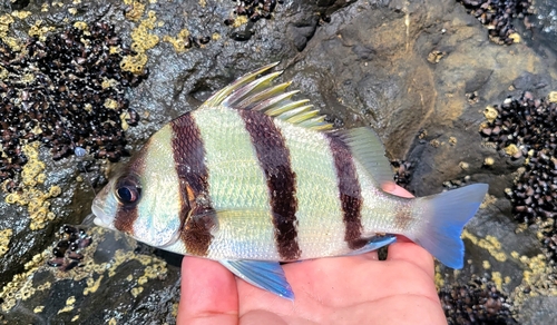 Blackbarred grunt (Genyatremus dovii) — Haemulidae — 2
