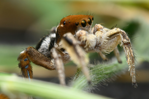 Habronattus forticulus