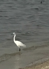 Egretta gularis