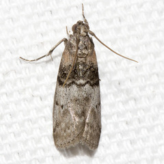Sciota vetustella