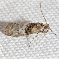 Sciota vetustella
