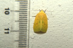 Earias flavida