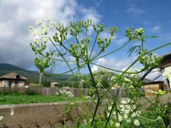 Sphallerocarpus gracilis