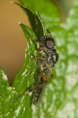 Bibio xanthopus