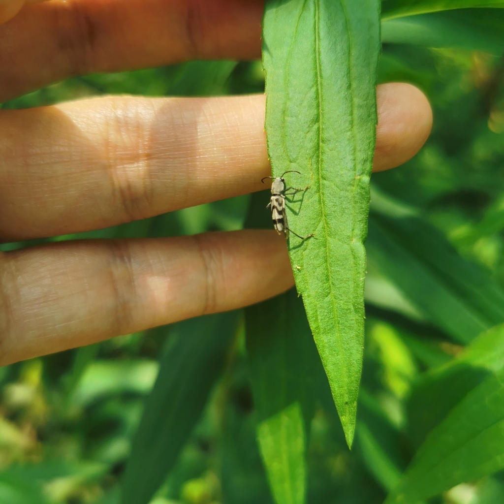 Perissus kiangsuensis
