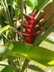 Heliconia caribaea