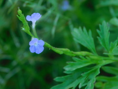 Bouchea flabelliformis