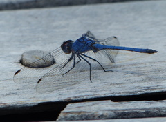 Trithemis donaldsoni