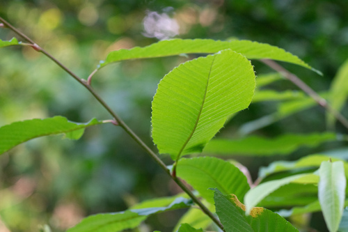 Meliosma myriantha (Meliosma myriantha)