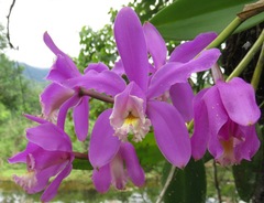 Cattleya harrisoniana