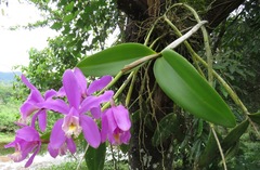 Cattleya harrisoniana