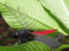 Planiplax phoenicura