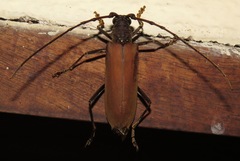 Jupoata rufipennis