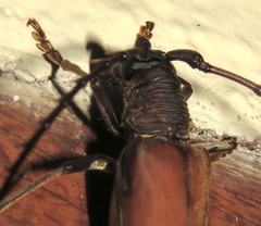 Jupoata rufipennis