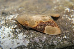 Formofentonia orbifer