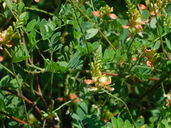 Indigofera fruticosa