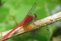 Rhodopygia cardinalis