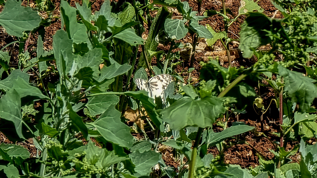 Levantine Marbled White