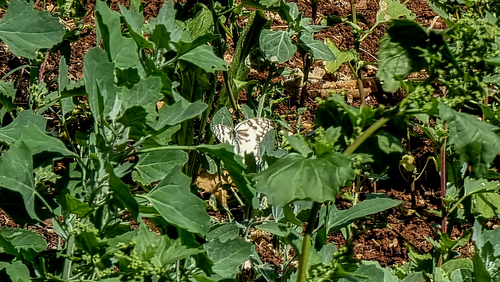 Levantine Marbled White