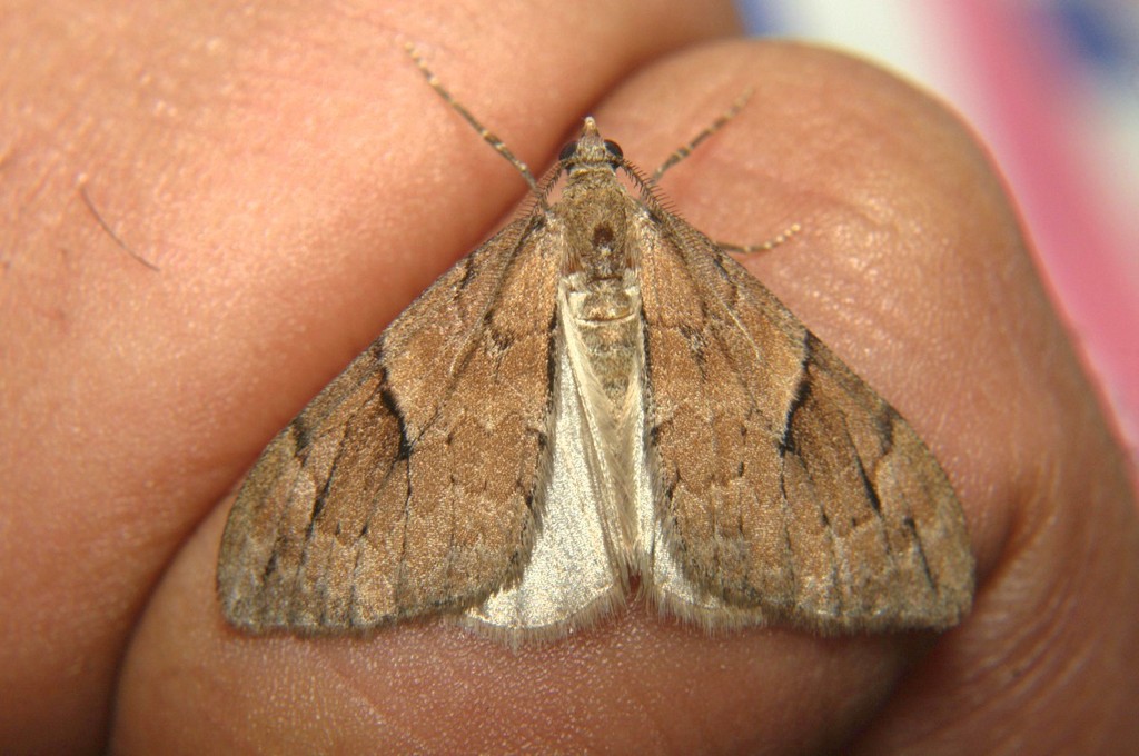 Heterothera etes