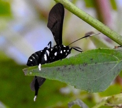 Horama plumipes