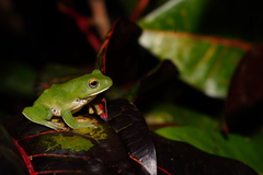 Japanese Flying Frog photo 3