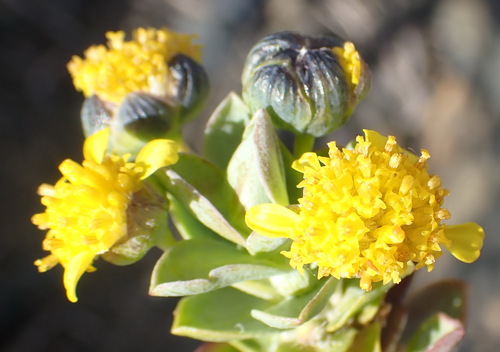 Image of Euryops lateriflorus by (c) Nicola van Berkel, some rights reserved (CC BY-SA)