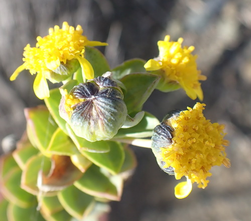Image of Euryops lateriflorus by (c) Nicola van Berkel, some rights reserved (CC BY-SA)