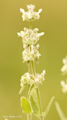 Stachys albens