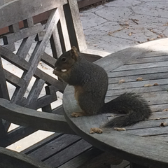 Sciurus niger