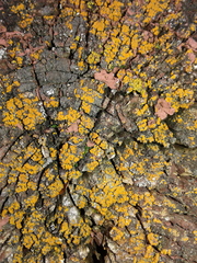 Candelaria concolor image