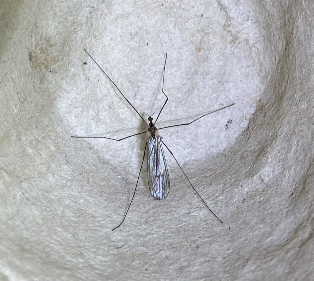 Dicranota cayuga