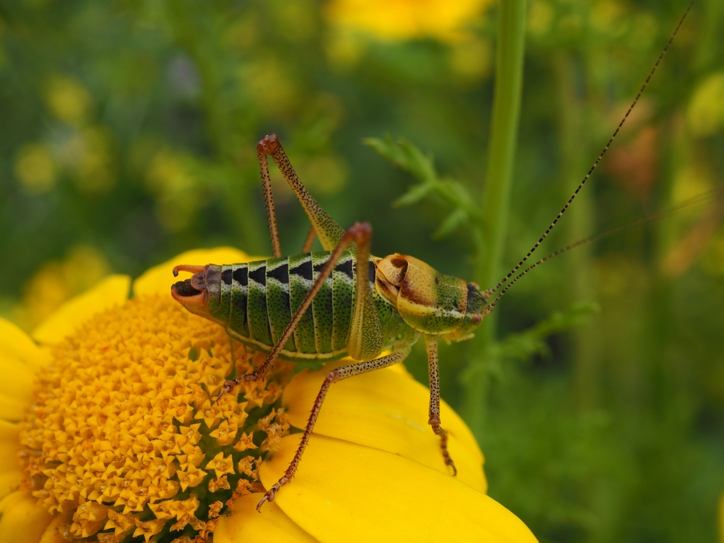 Zimmer's Bright Bush-Cricket